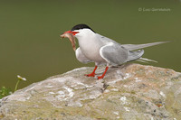 Photo - Common Tern