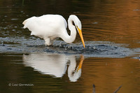 Photo - Grande Aigrette