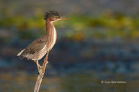 Photo - Green Heron