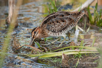 Photo - Wilson's Snipe