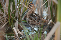 Photo - Wilson's Snipe