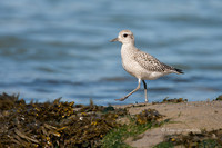 Photo - Black-bellied Plover