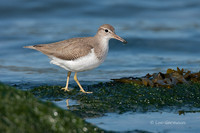 Photo - Spotted Sandpiper