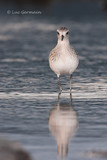 Photo - Black-bellied Plover