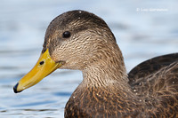 Photo - Canard noir