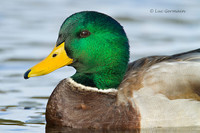 Photo - Canard colvert