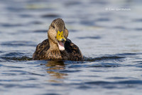 Photo - Canard noir