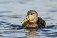 Photo - American Black Duck