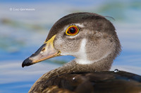 Photo - Canard branchu