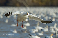 Photo - Oie des neiges