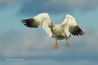 Photo - Snow Goose