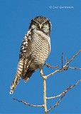 Photo - Northern Hawk Owl