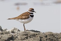 Photo - Killdeer