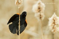 Photo - Red-winged Blackbird