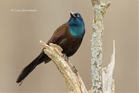 Photo - Common Grackle