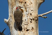 Photo - Northern Flicker