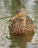 Photo - Canard colvert