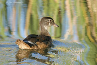 Photo - Canard branchu