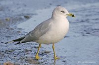 Photo - Ring-billed Gull