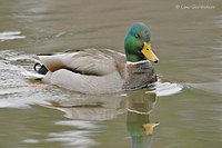 Photo - Canard colvert