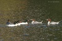 Photo - Common Merganser