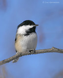 Photo - Mésange à tête noire