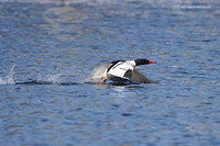 Photo - Common Merganser