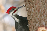 Photo - Pileated Woodpecker