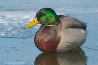 Photo - Canard colvert