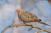 Photo - Mourning Dove