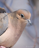 Photo - Mourning Dove