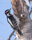 Photo - Hairy Woodpecker