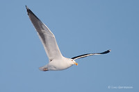 Photo - Great Black-backed Gull