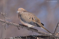 Photo - Mourning Dove