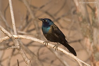 Photo - Common Grackle