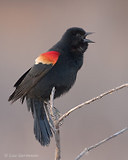 Photo - Red-winged Blackbird