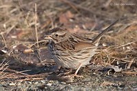 Photo - Song Sparrow