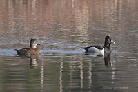 Photo - Fuligule à collier