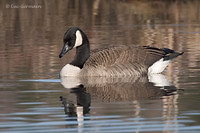 Photo - Canada Goose