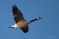 Photo - Canada Goose