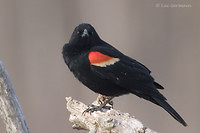 Photo - Red-winged Blackbird