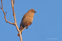 Photo - Brown-headed Cowbird