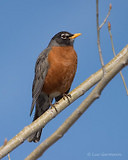 Photo - American Robin