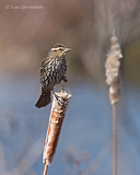 Photo - Red-winged Blackbird