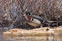 Photo - Wood Duck