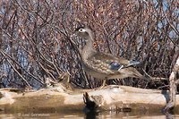 Photo - Wood Duck