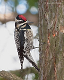 Photo - Yellow-bellied Sapsucker