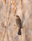 Photo - Red-winged Blackbird