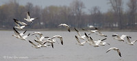 Photo - Snow Goose