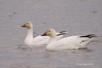 Photo - Snow Goose